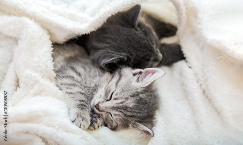 Couple cute tabby kittens sleeping on white soft blanket. Cats rest napping on bed. Feline love and friendship on valentine day. Comfortable pets sleep at cozy home. Long web banner with copy space