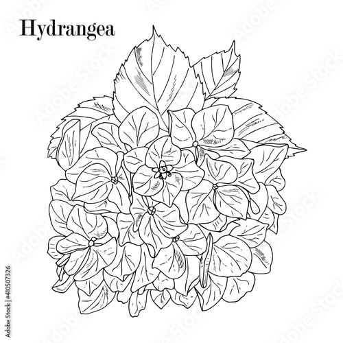 hydrangea, hortensia flower bouquet. Hand drawing outline, sketch, isolated on white.