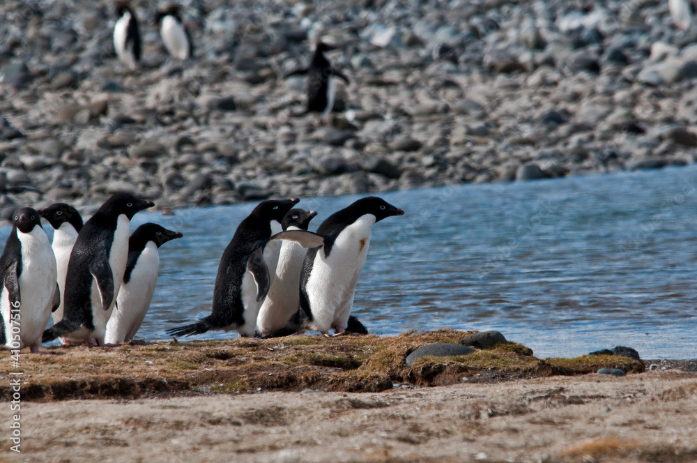Naklejka premium pingwiny