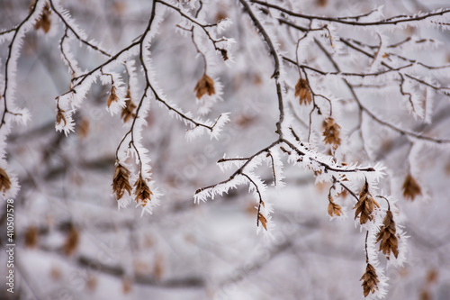 Frozen branches