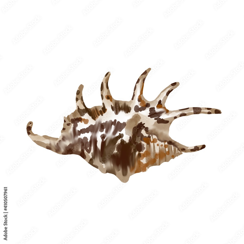 isolated seashell on white background. high quality watercolor illustration. marine design isolated seashell on white background. high quality watercolor illustration. marine design