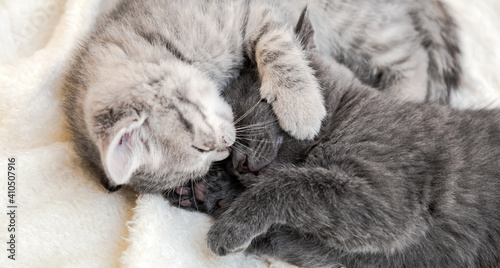 Two cute tabby kittens kissing sleeping on white soft blanket in yin yang shape. Cats rest on bed. Black and white kittens have a kiss. Feline love and friendship in valentine day. Long web banner. © Beton Studio
