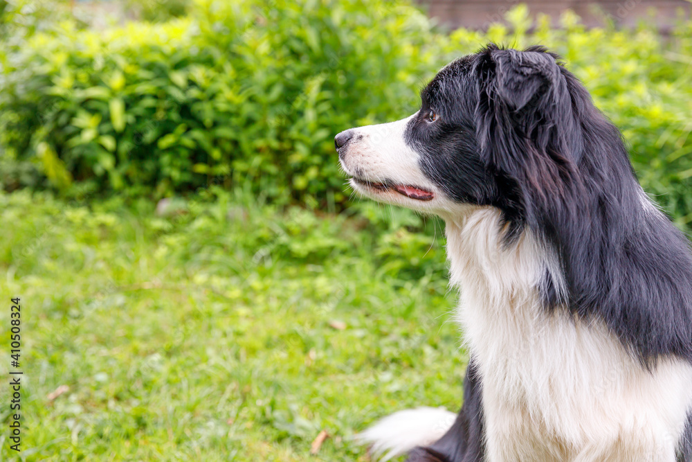 Outdoor portrait of cute smiling puppy border collie sitting on grass park background. Little dog with funny face in sunny summer day outdoors. Pet care and funny animals life concept Outdoor portrait of cute smiling puppy border collie sitting on grass park background. Little dog with funny face in sunny summer day outdoors. Pet care and funny animals life concept