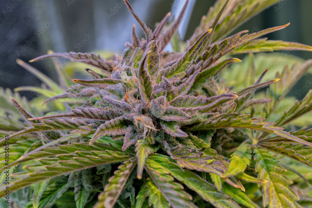 Detail of a Northern Light Cannabis Autoflowering Detail of a Northern Light Cannabis Autoflowering