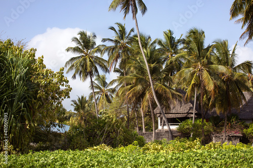 Zanzibar rural landscape with rainforest plants and small house under the palm trees. Tropical climate, traveling to exotic countryside. Zanzibar, Tanzania