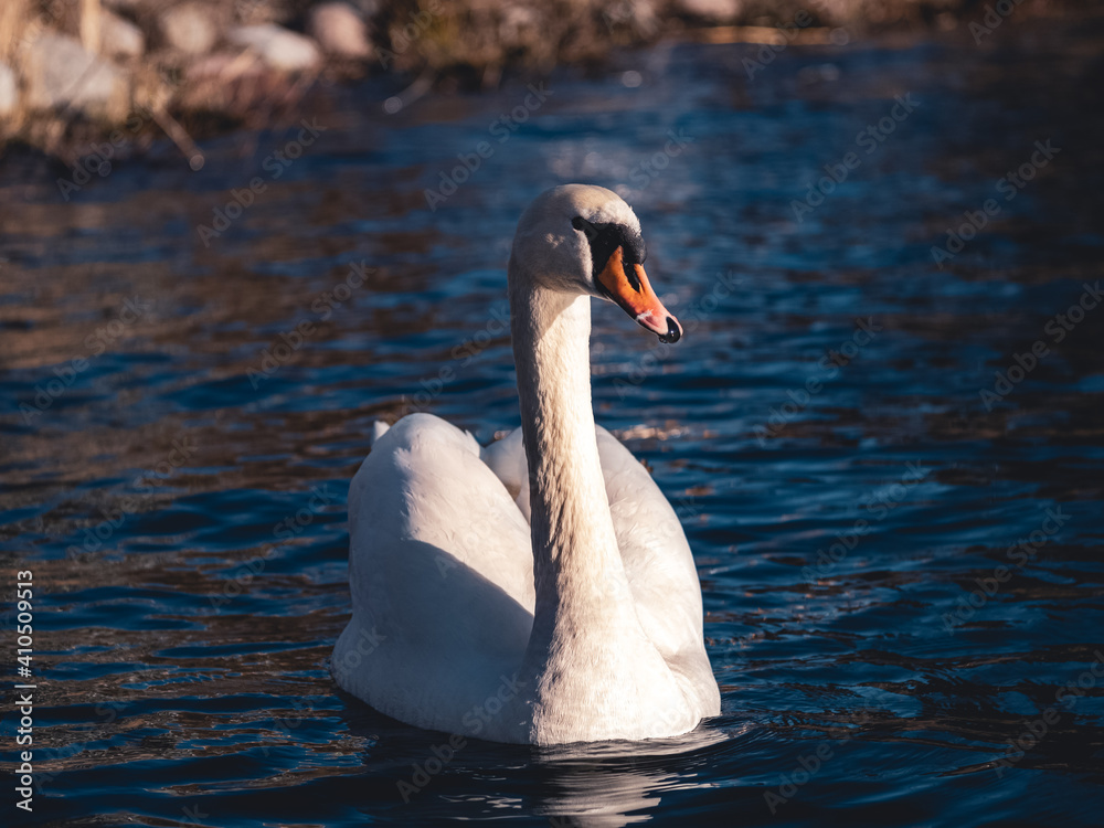 Fototapeta premium Close up portrait of a swan in the lake