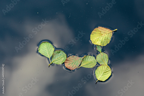 Overhead view of colorful leaves floating in the lake