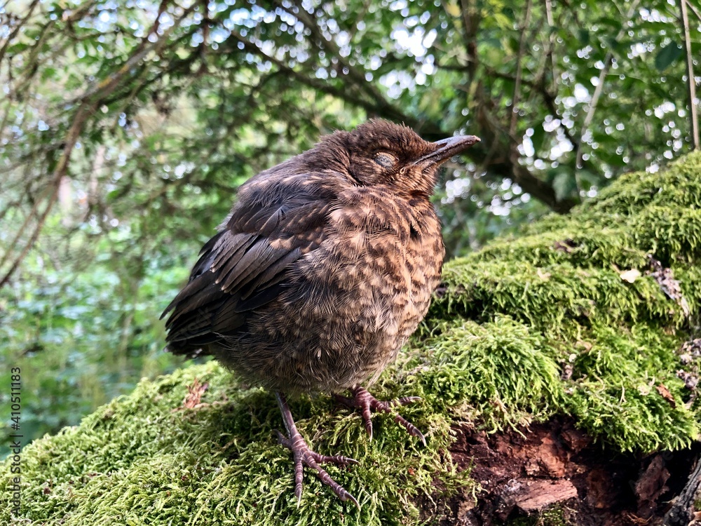 Fototapeta premium Süßer Vogel sitzt auf einem bewachsenen Ast