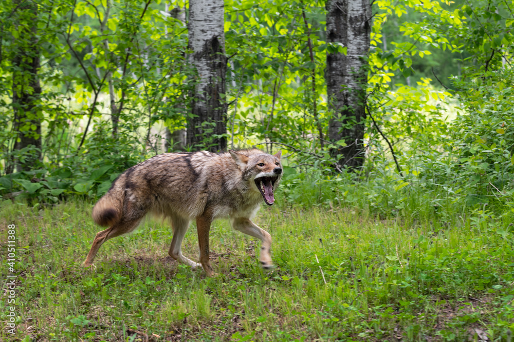 Adult Coyote (Canis latrans) Vocalizes While Walking Right Summer