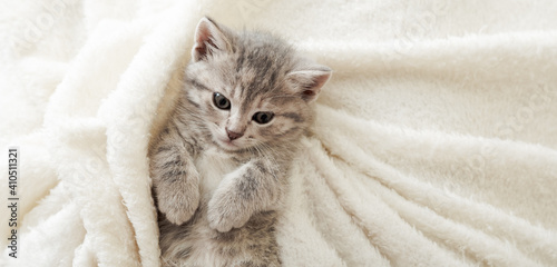 Cute tabby kitten lies on white soft blanket. Cat rest napping on bed. Comfortable pet sleeping in cozy home. Top view Long web banner with copy space.