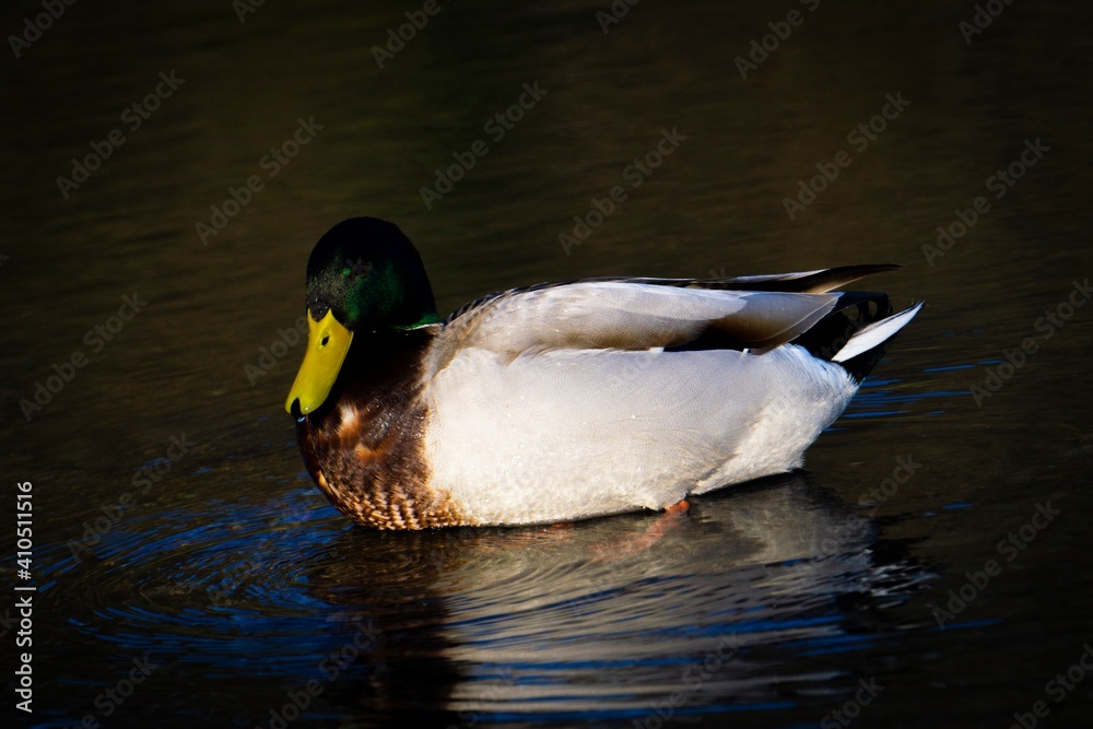 Fototapeta premium Erpel im Wasser
