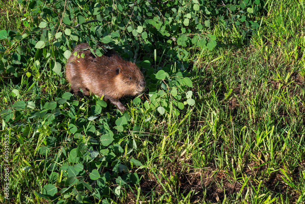 Adult Beaver (Castor canadensis) Looks Up From Pile of Leafy Branches Summer