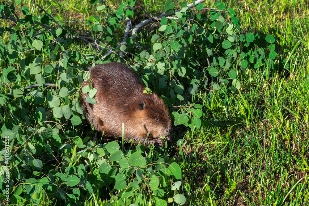 Adult Beaver (Castor canadensis) Sits in Leaves Chewing Summer Adult Beaver (Castor canadensis) Sits in Leaves Chewing Summer