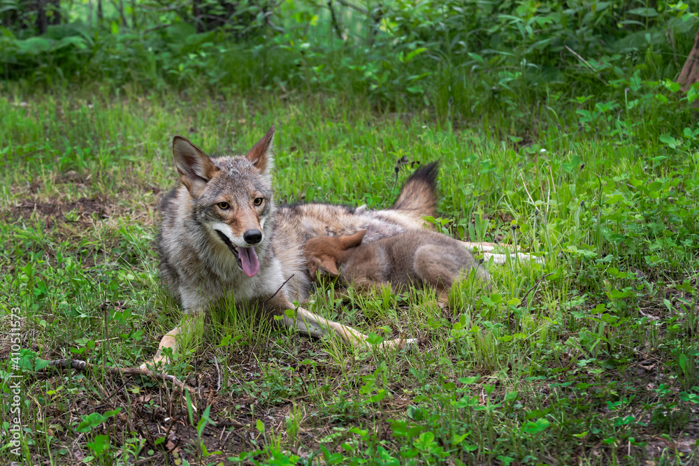 Coyote (Canis latrans) Pup Attempts to Feed From Adult Summer