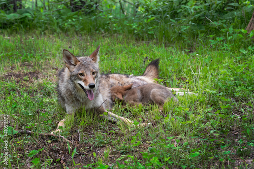 Obraz na płótnie Coyote (Canis latrans) Pup Attempts to Feed From Adult Summer w salonie