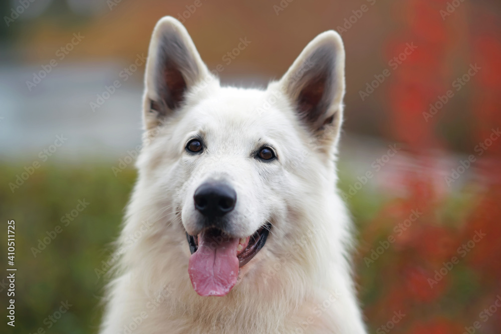 The portrait of a cute long-haired White Swiss Shepherd dog posing outdoors in autumn