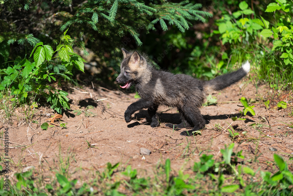 Red Fox (Vulpes vulpes) Kit Trots Left Near Den Tongue Lolling Summer Red Fox (Vulpes vulpes) Kit Trots Left Near Den Tongue Lolling Summer