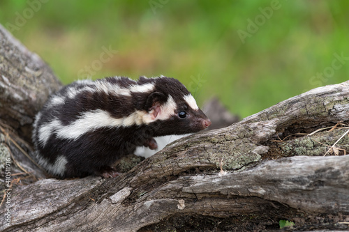 Eastern Spotted Skunk (Spilogale putorius) Steps to Right on Top Edge of Log Summer