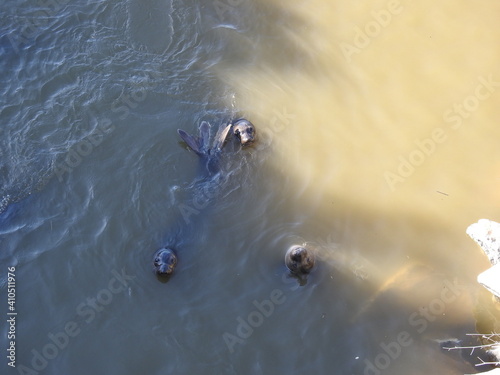 Playful elephant seals swimming around in Oak Knoll Creek, in San Simeon, California. photo