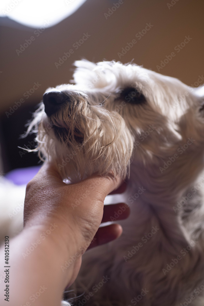 Adorable schnauzer at home resting