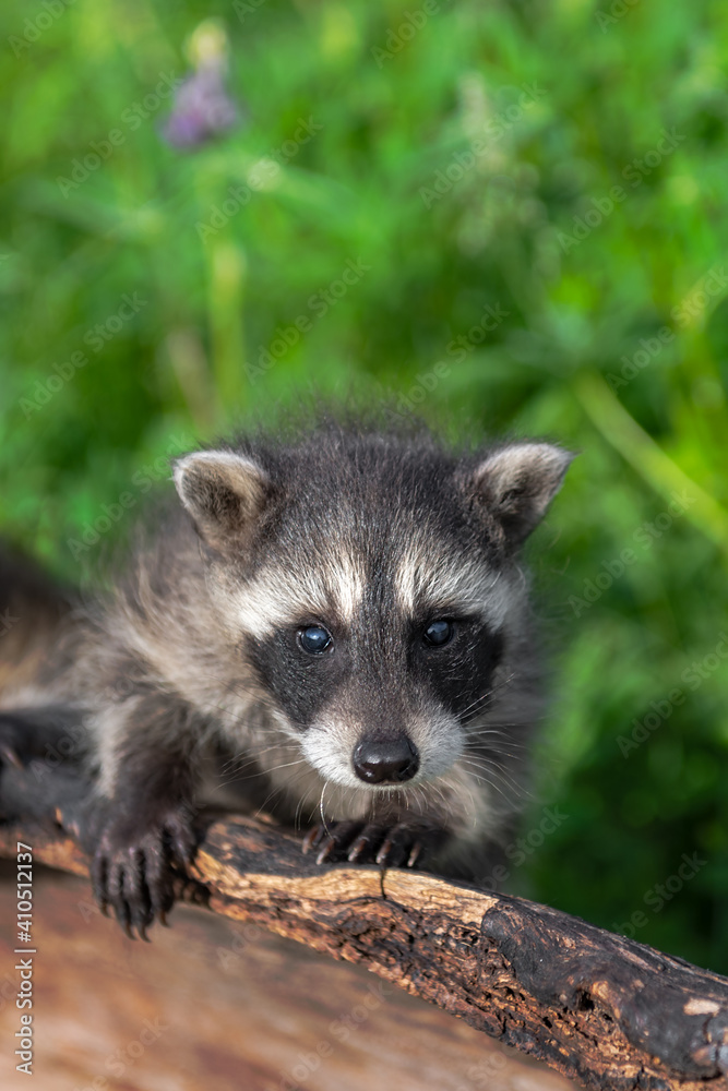 Raccoon (Procyon lotor) Stares Directly Out From Atop Log Summer