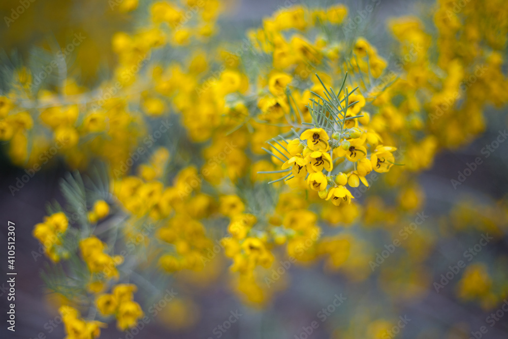 spring flowers