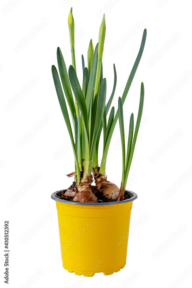 Daffodil or narcissus spring bulbous plant in the pot isolated on white