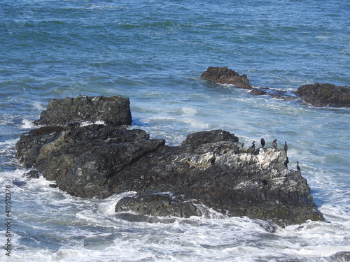 Cormorants perched on a submerged rock formation off the California Coast.