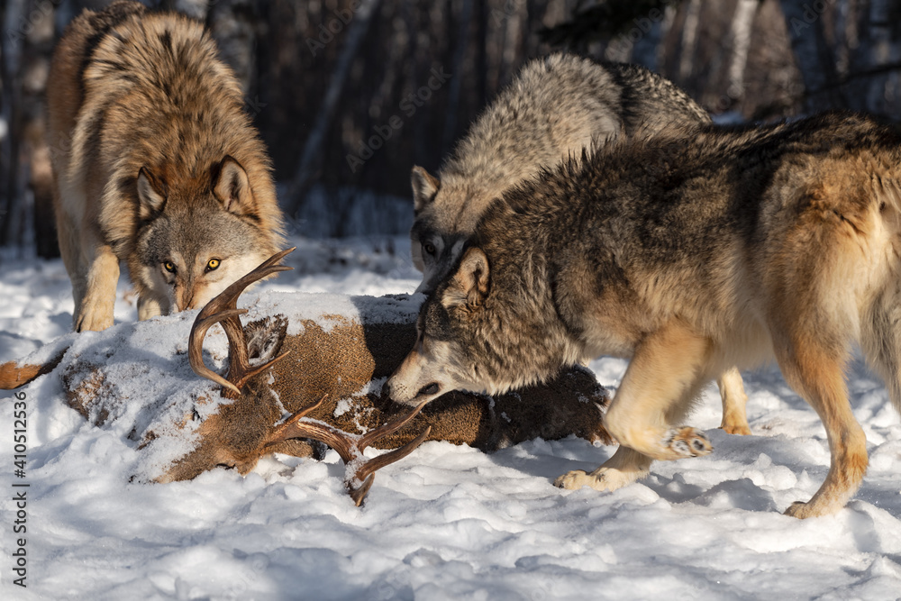 Grey Wolves (Canis lupus) Gather Around Body of White-tail Deer Winter
