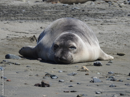 A young elephant seal enjoying a warm, sunny day on the Arroyo Laguna Beach in San Simeon, California. photo