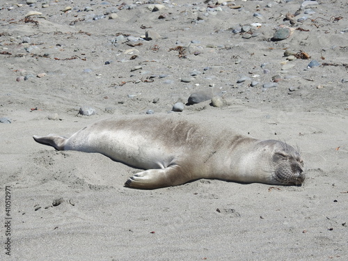 A young elephant seal enjoying a warm, sunny day on the Arroyo Laguna Beach in San Simeon, California.