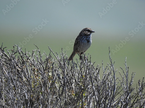 Fotografija Song sparrow perched on the tiny branches of a shrub in San Simeon, San Luis Obispo County, California
