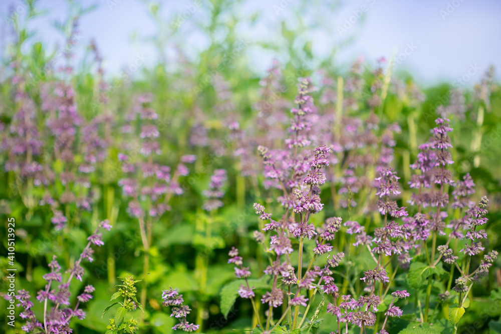 Obraz premium Beautiful wildflowers on a green meadow. Warm summer day.