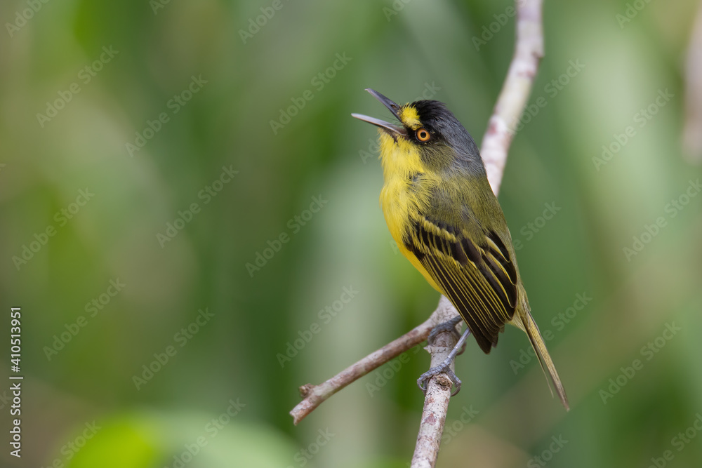 Fototapeta premium Teque-teque (Todirostrum poliocephalum) cantando