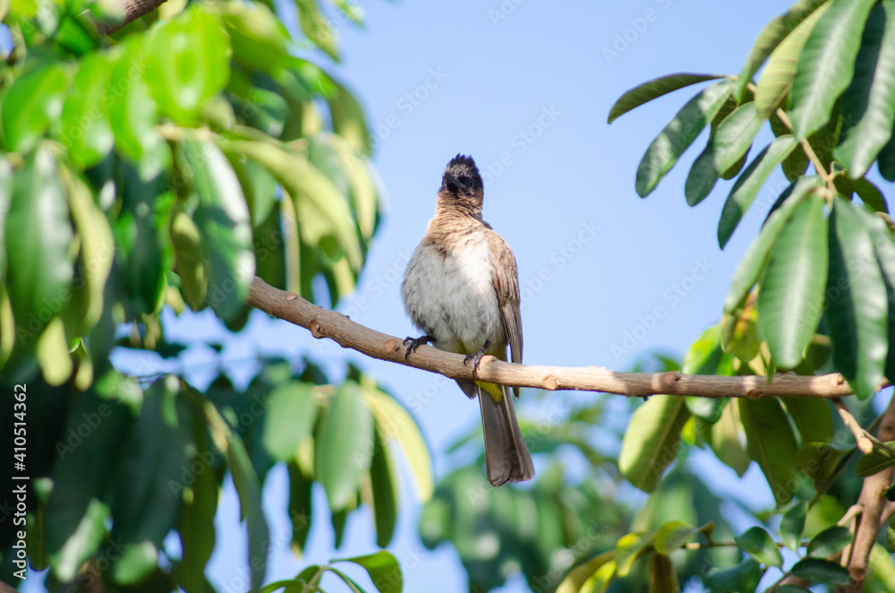 Mozambican Birds Mozambican Birds