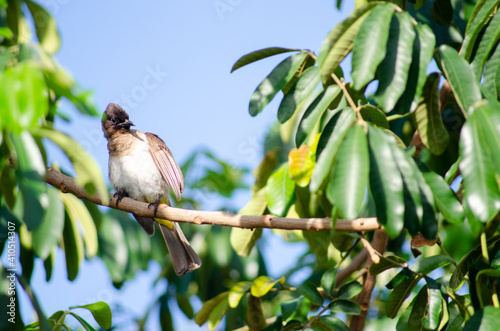 Mozambican Birds