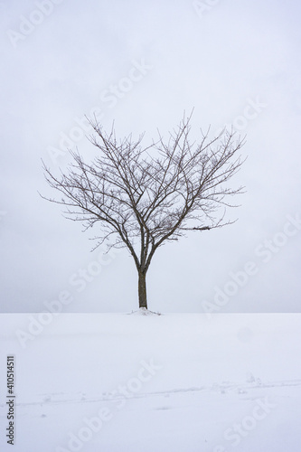 Solitary Tree In the Snow