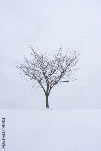 Solitary Tree In the Snow