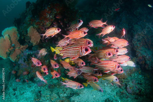 Fototapeta Naklejka Na Ścianę i Meble -  School of Squirrelfish (Sargocentron sp.) on a tropical coral reef