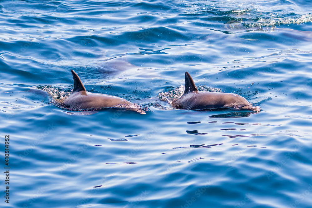 Obraz premium Friendly pod of Common Dolphins on the surface of a tropical ocean