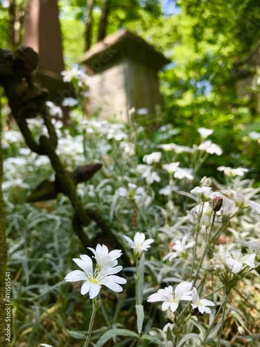 Fototapeta Naklejka Na Ścianę i Meble -  English gardens