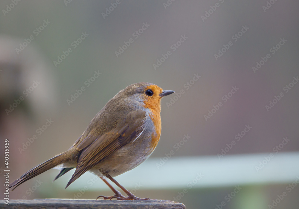 close up of a robin redbreast in fine detail
