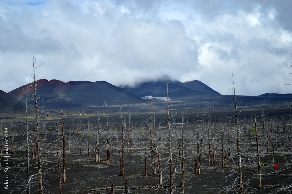 Dead forest and black volcano landscape close to Tolbachik volcano in the far east peninsula of Kamchatka in Russia