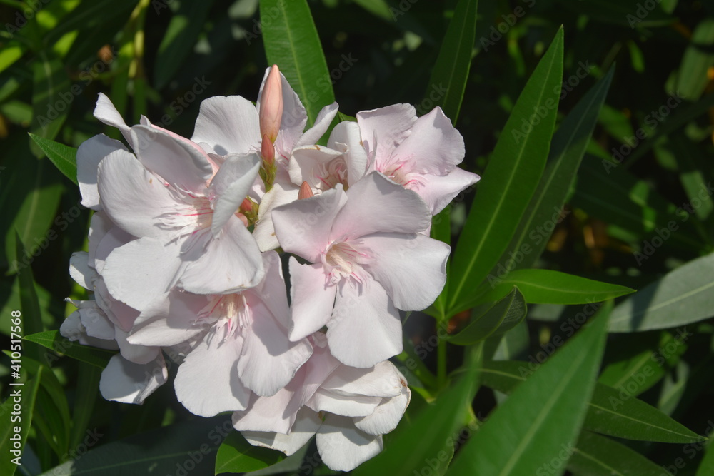 Fototapeta premium Oleander, kwiaty