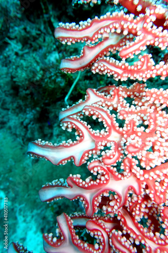 Fächergorgonie - Iciligorgia rubra photo