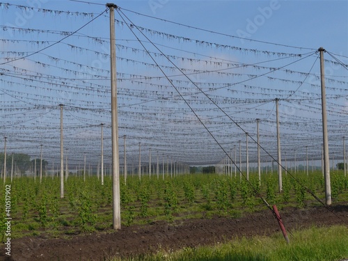 Hopfenfelder mit kleinen Pflanzen und Stangen im Frühling photo