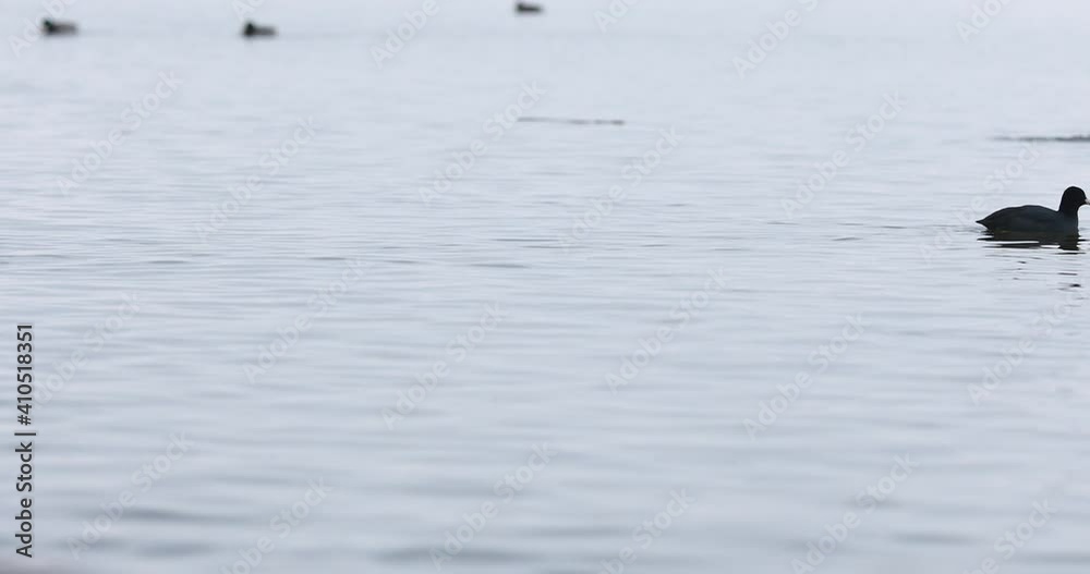 Flock of wild birds. Group of black ducks or seagulls swimming in pond Flock of wild birds. Group of black ducks or seagulls swimming in pond