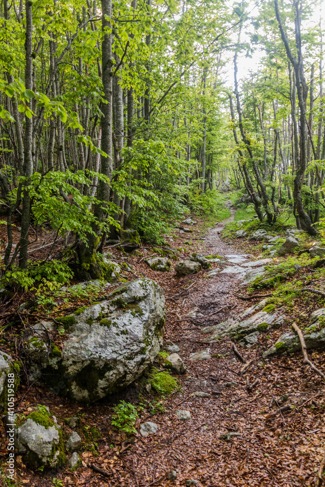 Hiking path in a forest of Lovcen national park, Montenegro Hiking path in a forest of Lovcen national park, Montenegro