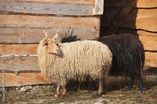 A pair of beautiful long-haired angora goats with horns on the background of a wooden farm fence.