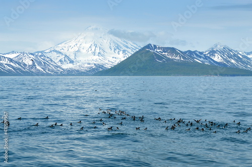 Seabirds are swimming in the ocean against a backdrop of a snowcapped volcano in Kamchatka Peninsula, Russia photo